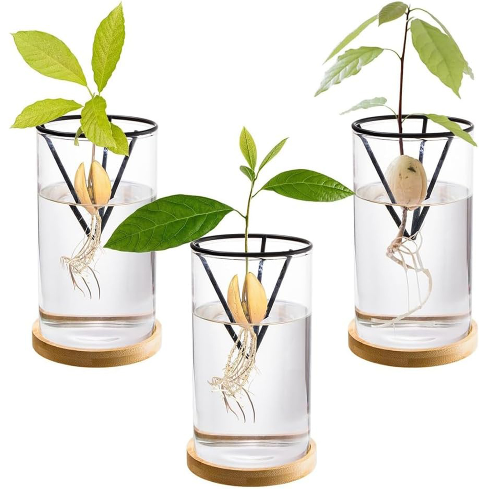 1 セットアボカドの木成長キット水耕ガラスアボカド種子花瓶三 - Crystal Growing Kit のレビューと価格