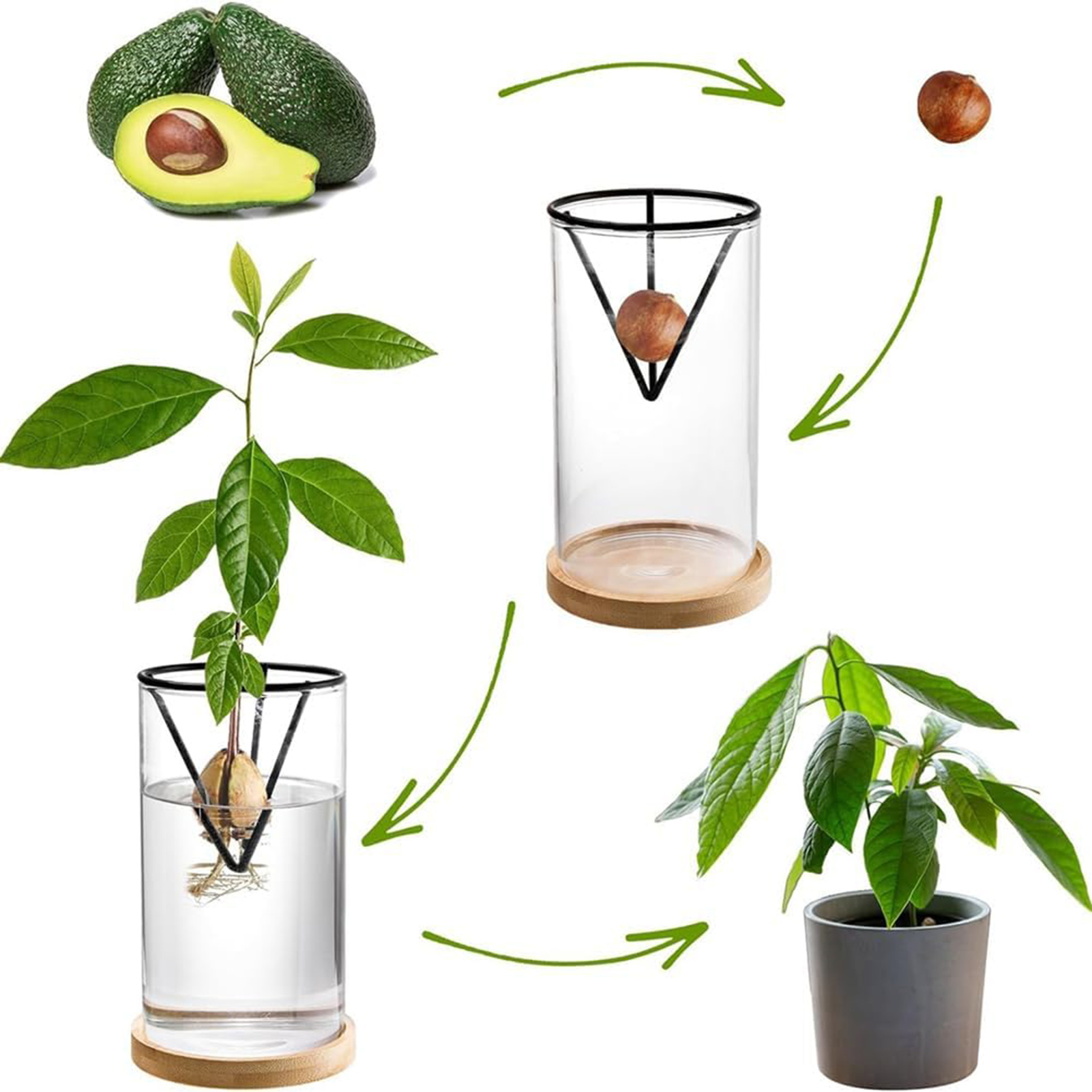 1 セットアボカドの木成長キット水耕ガラスアボカド種子花瓶三 - Crystal Growing Kit のレビューと価格